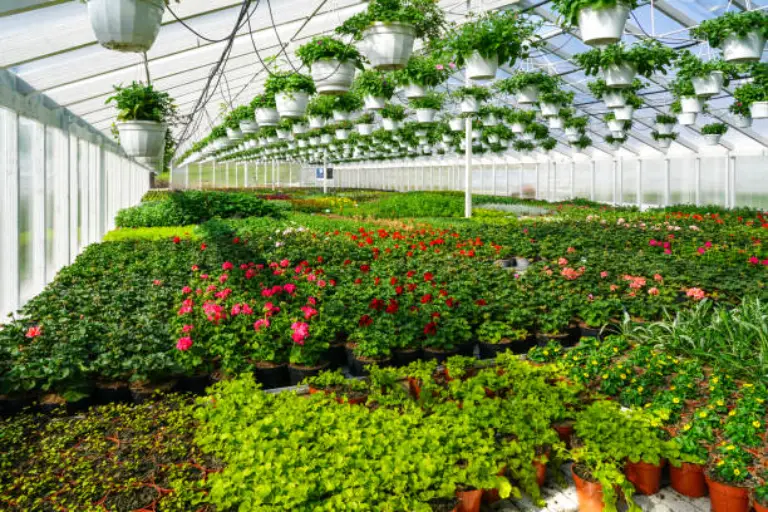various flowers in greenhouse
